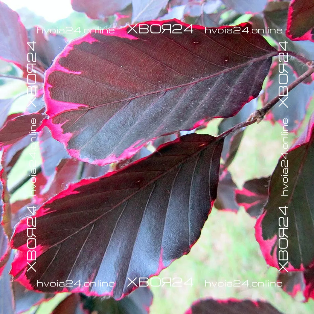  • ХВОЯ24