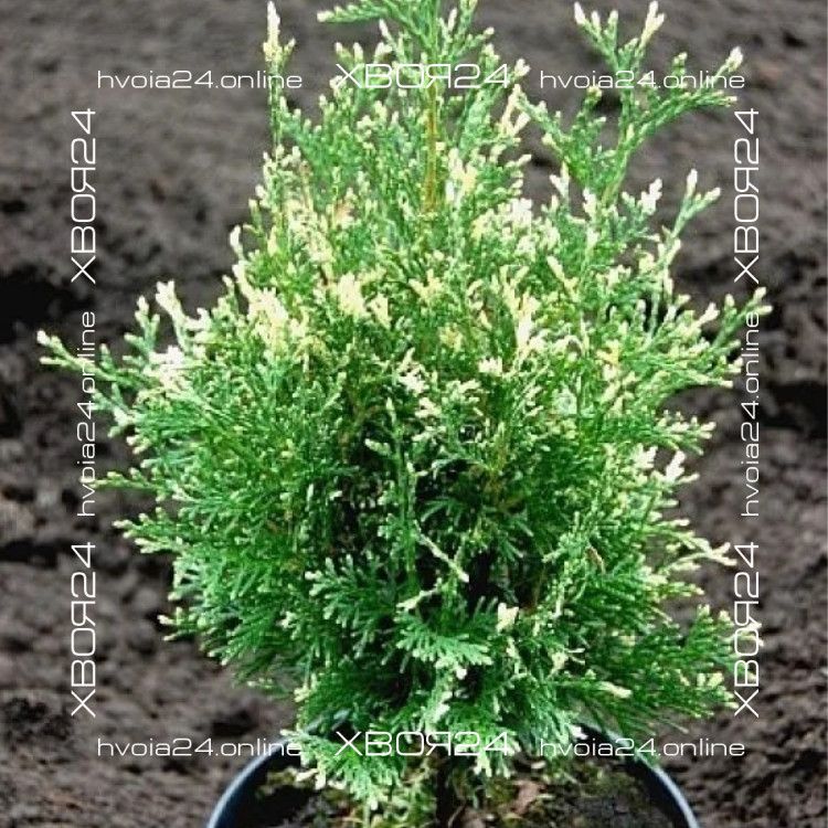 91369311.jpg • ХВОЯ24 • Питомник растений у вас в кармане! • ХВОЯ24