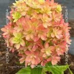 Гортензия метельчатая Мечта Лесково (Hydrangea paniculata Mechta Leskovo)