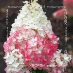 Гортензия метельчатая Строберри Блоссом (Hydrangea paniculata Strawberry Blossom)