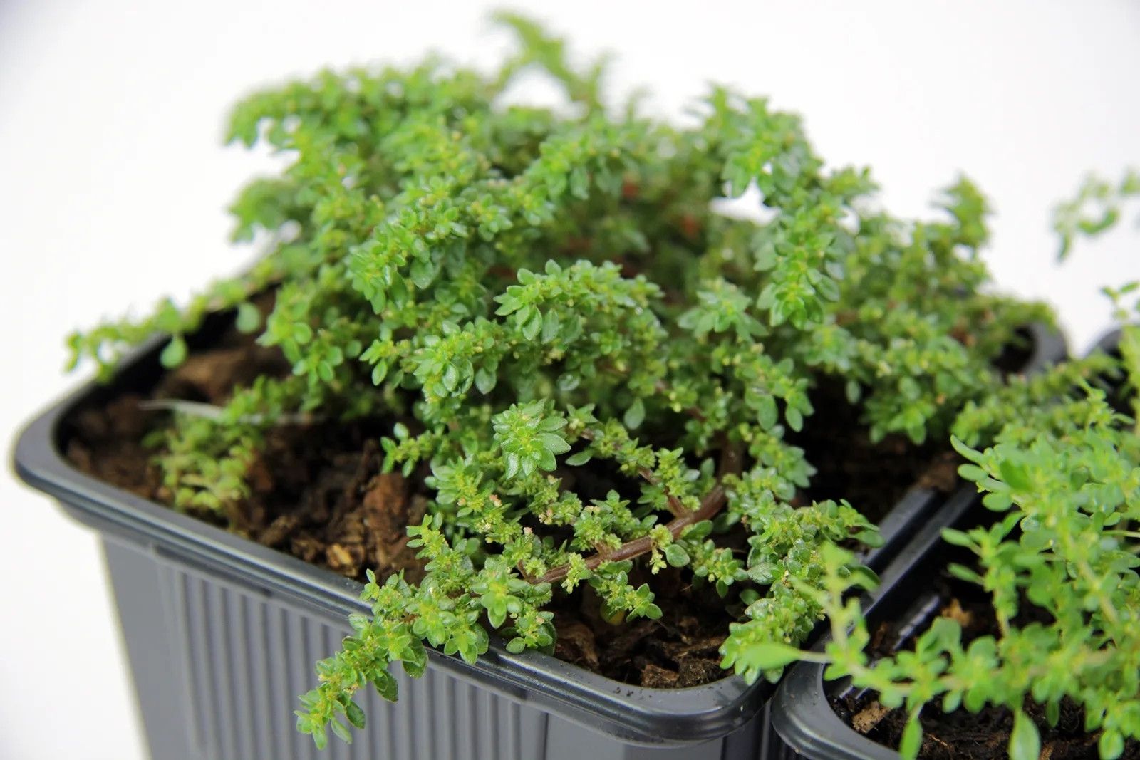 94063304.jpg • ХВОЯ24 • Питомник растений у вас в кармане! • ХВОЯ24