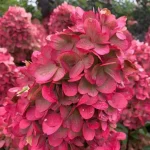 Гортензия метельчатая Блади Мэри (Hydrangea paniculata Bloody Mary)