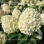 Гортензия метельчатая Коттон Крем (Hydrangea paniculata Cotton Cream)