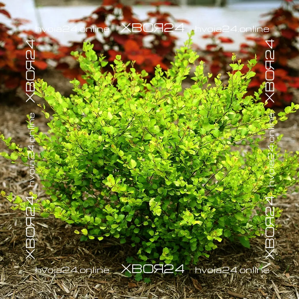  • ХВОЯ24