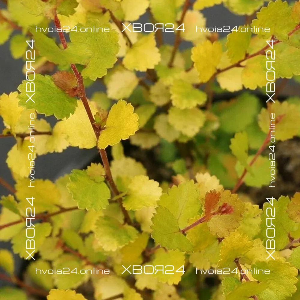  • ХВОЯ24