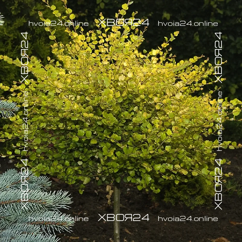  • ХВОЯ24