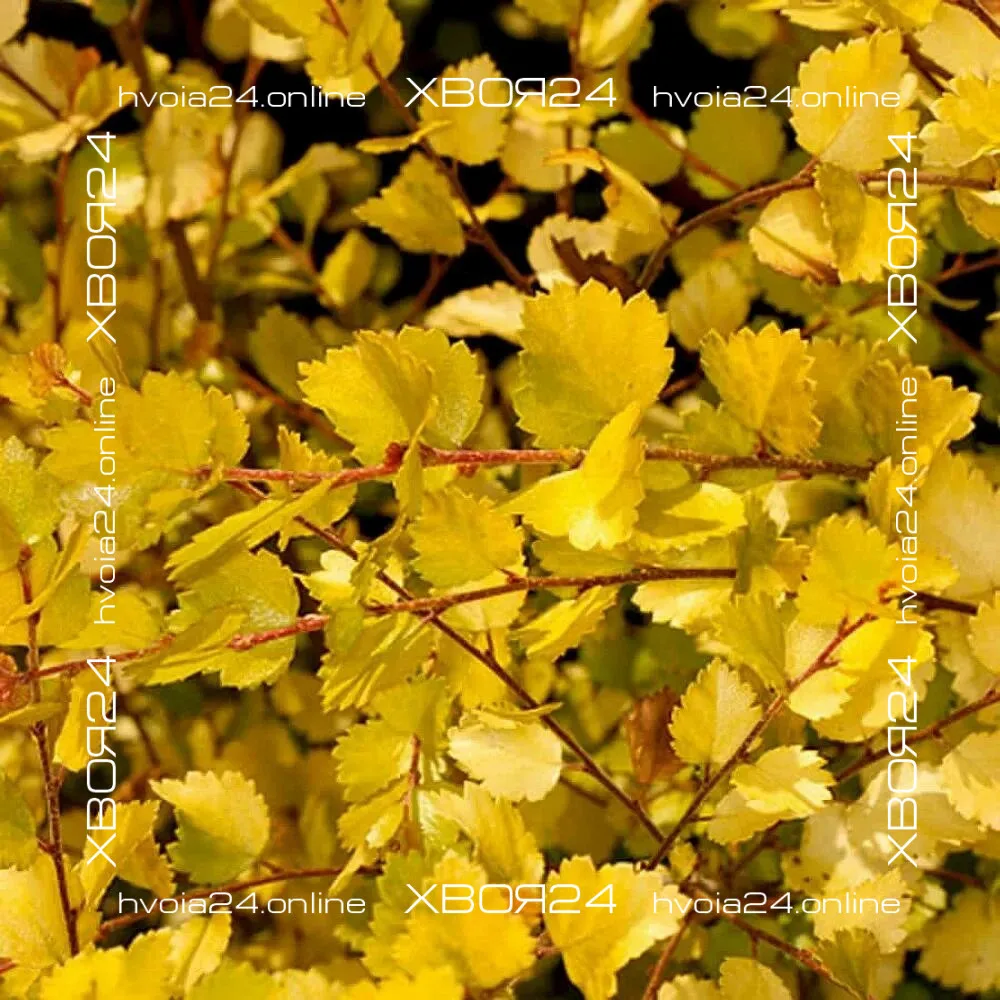  • ХВОЯ24