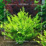  • ХВОЯ24