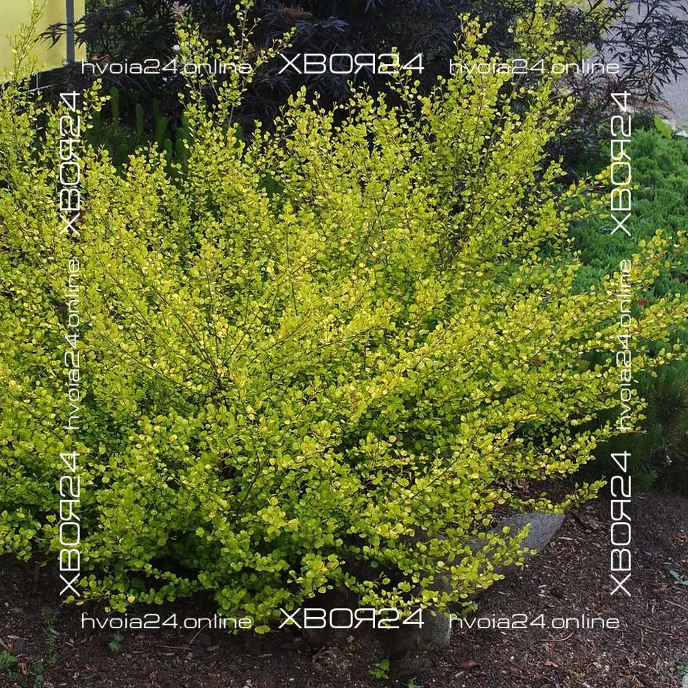  • ХВОЯ24