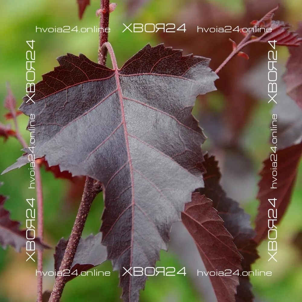  • ХВОЯ24