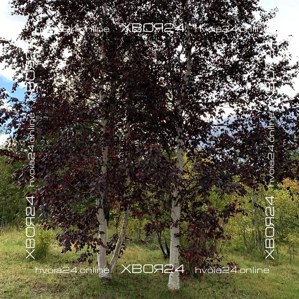  • ХВОЯ24