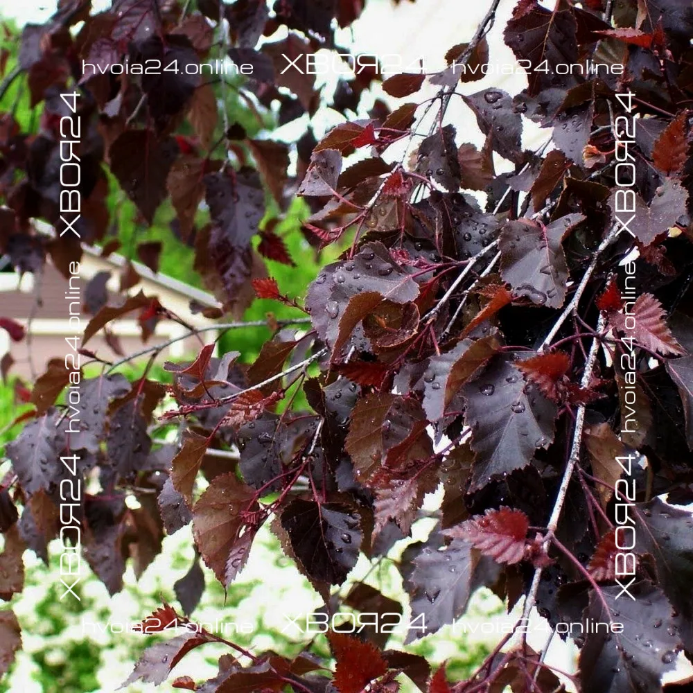  • ХВОЯ24