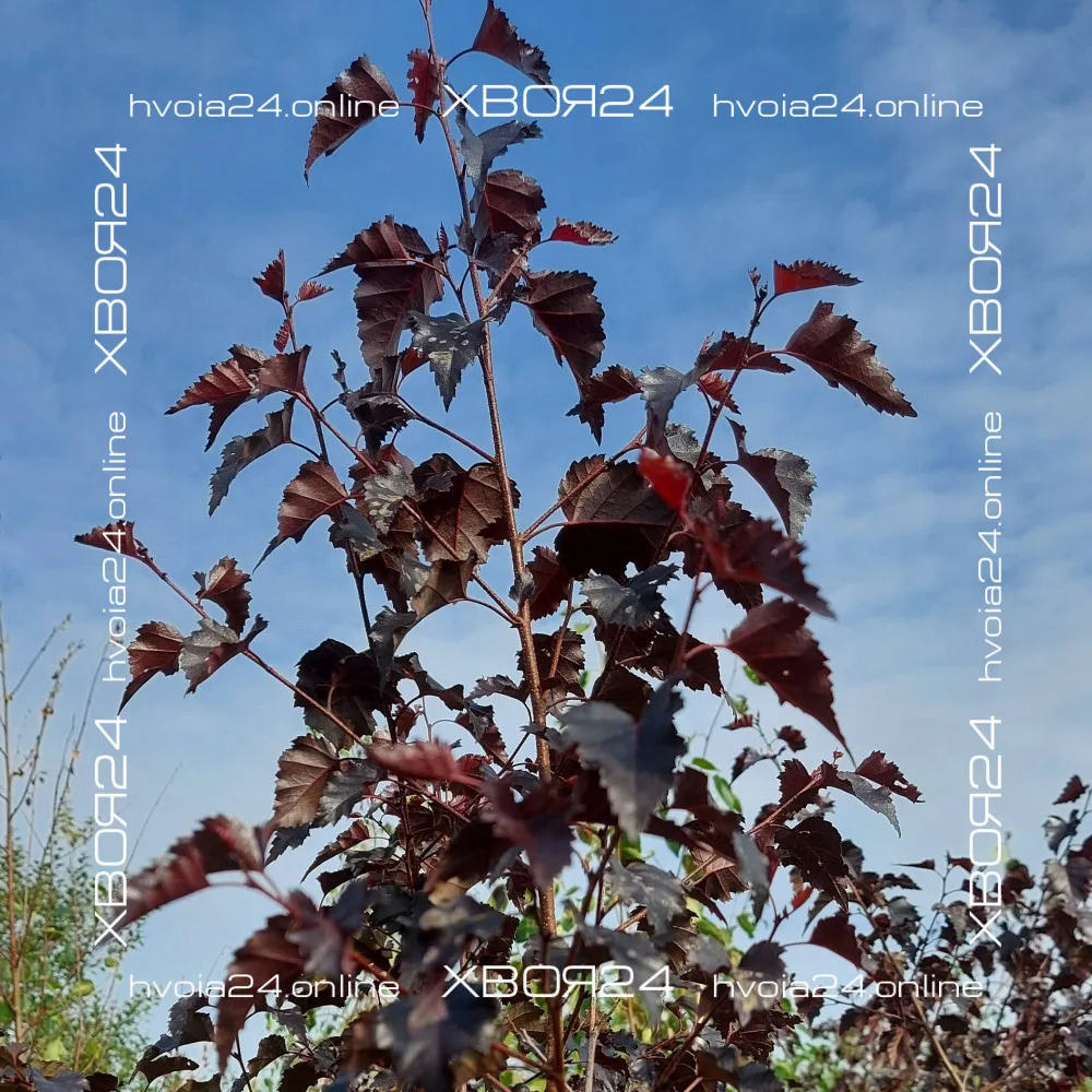  • ХВОЯ24