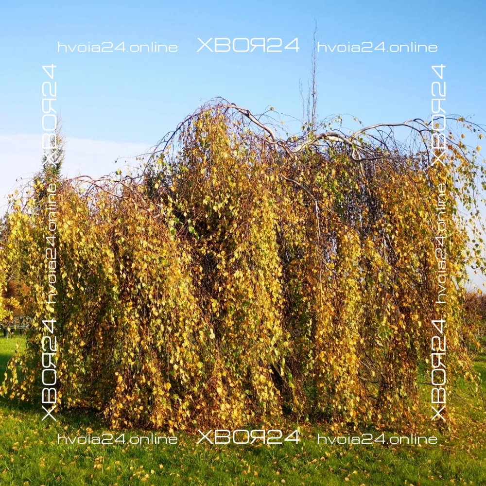  • ХВОЯ24