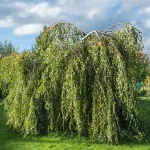  • ХВОЯ24
