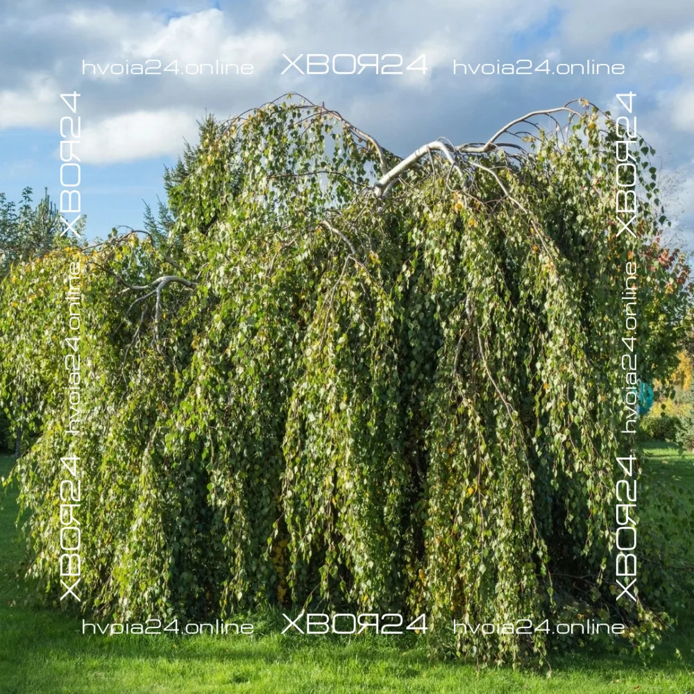  • ХВОЯ24