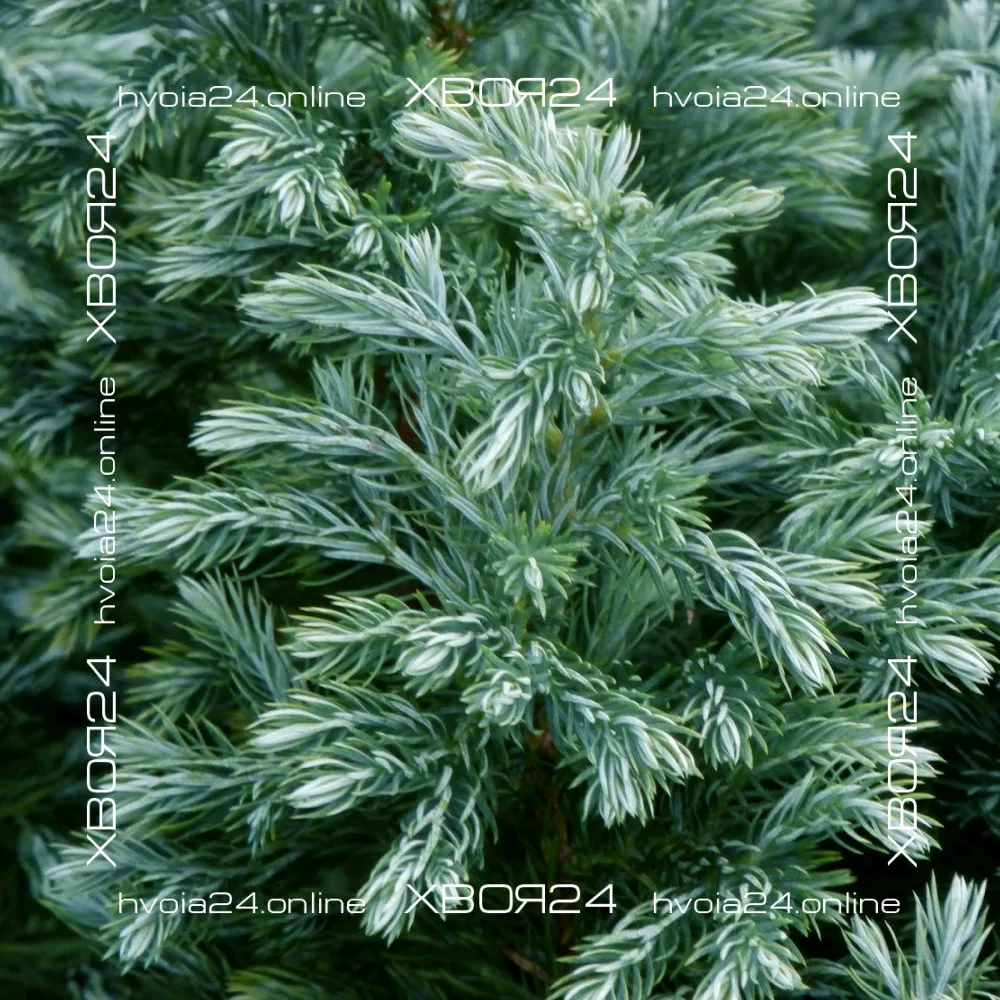  • ХВОЯ24