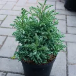  • ХВОЯ24