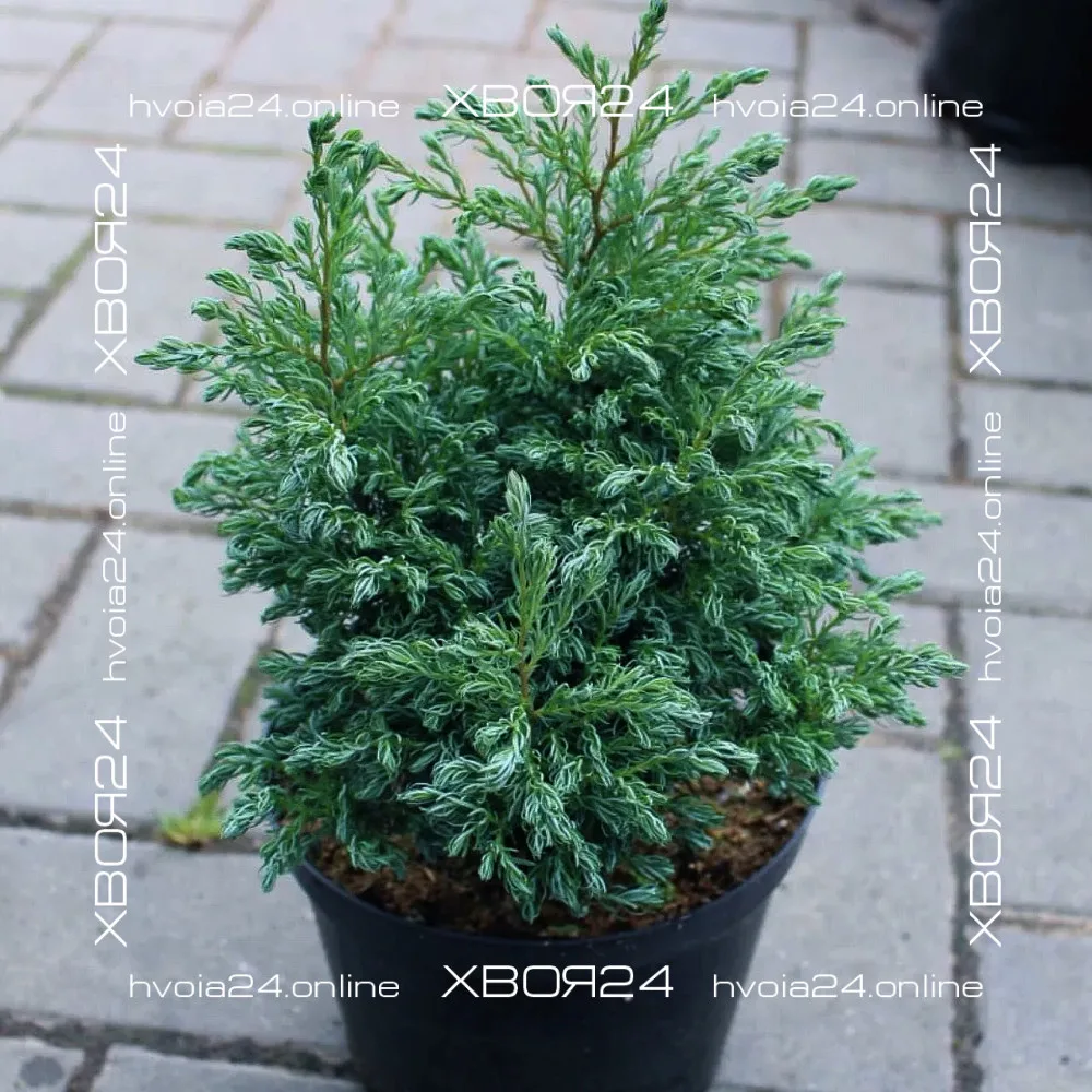  • ХВОЯ24