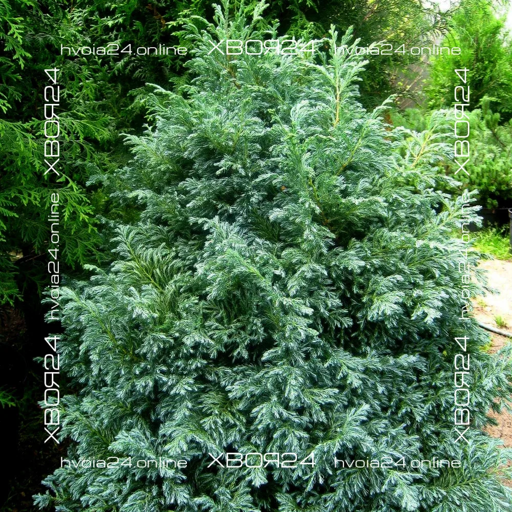  • ХВОЯ24