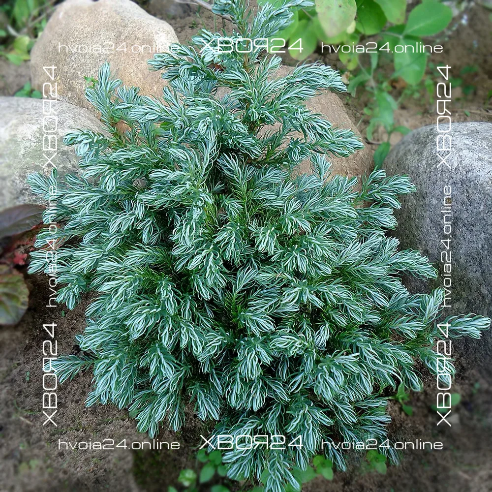  • ХВОЯ24