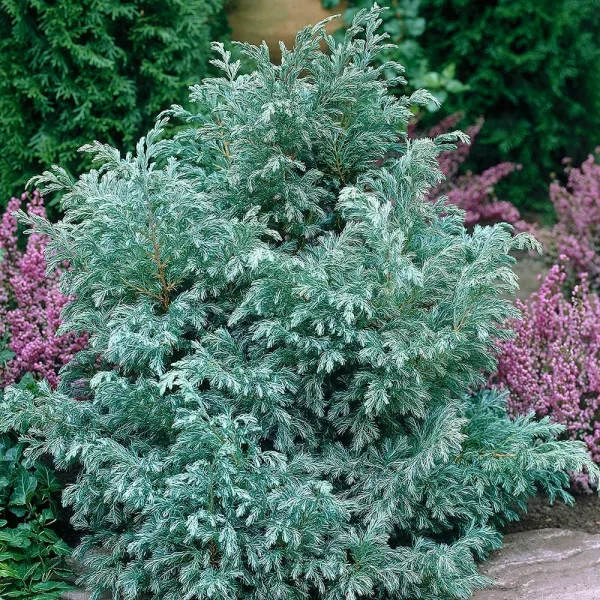  • ХВОЯ24