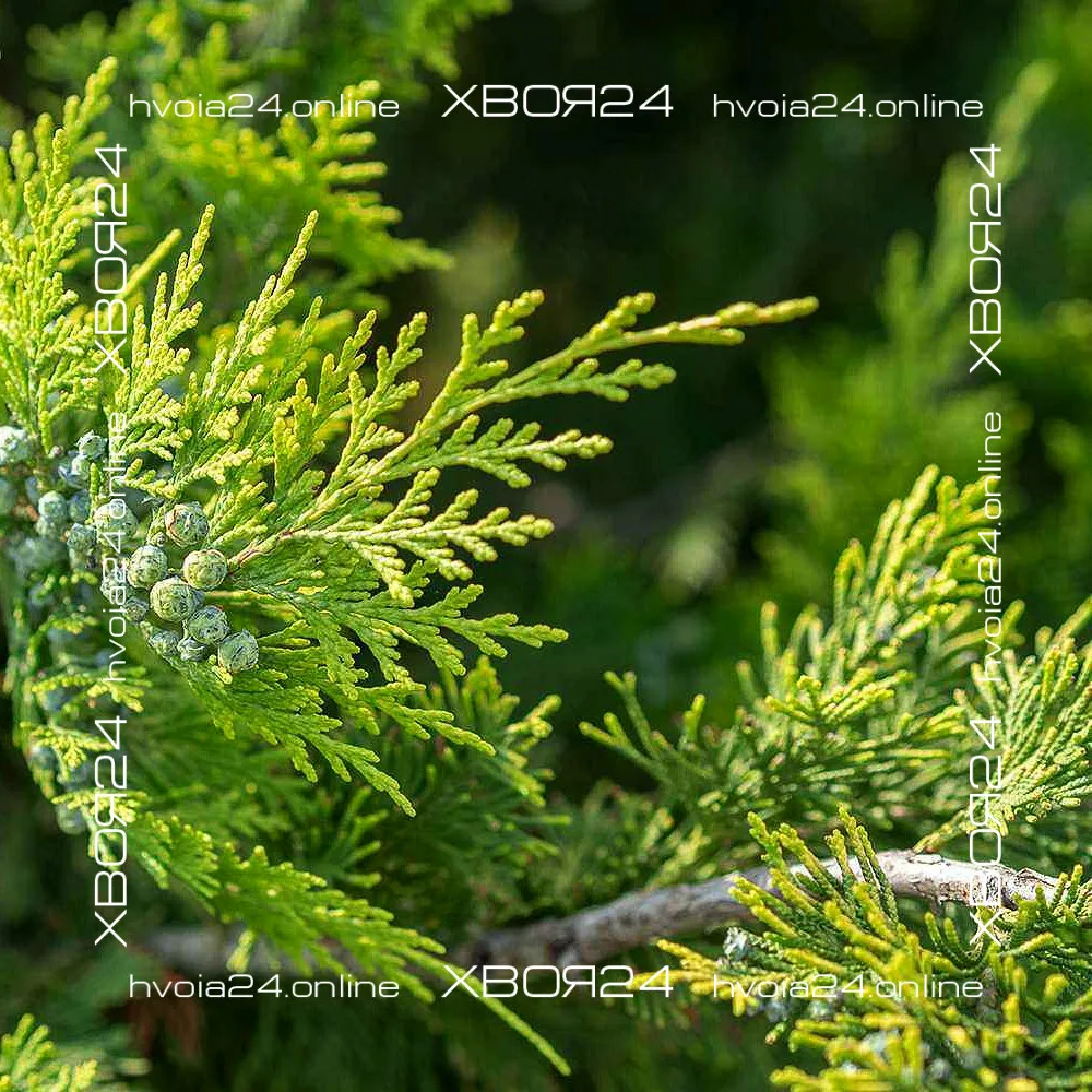  • ХВОЯ24