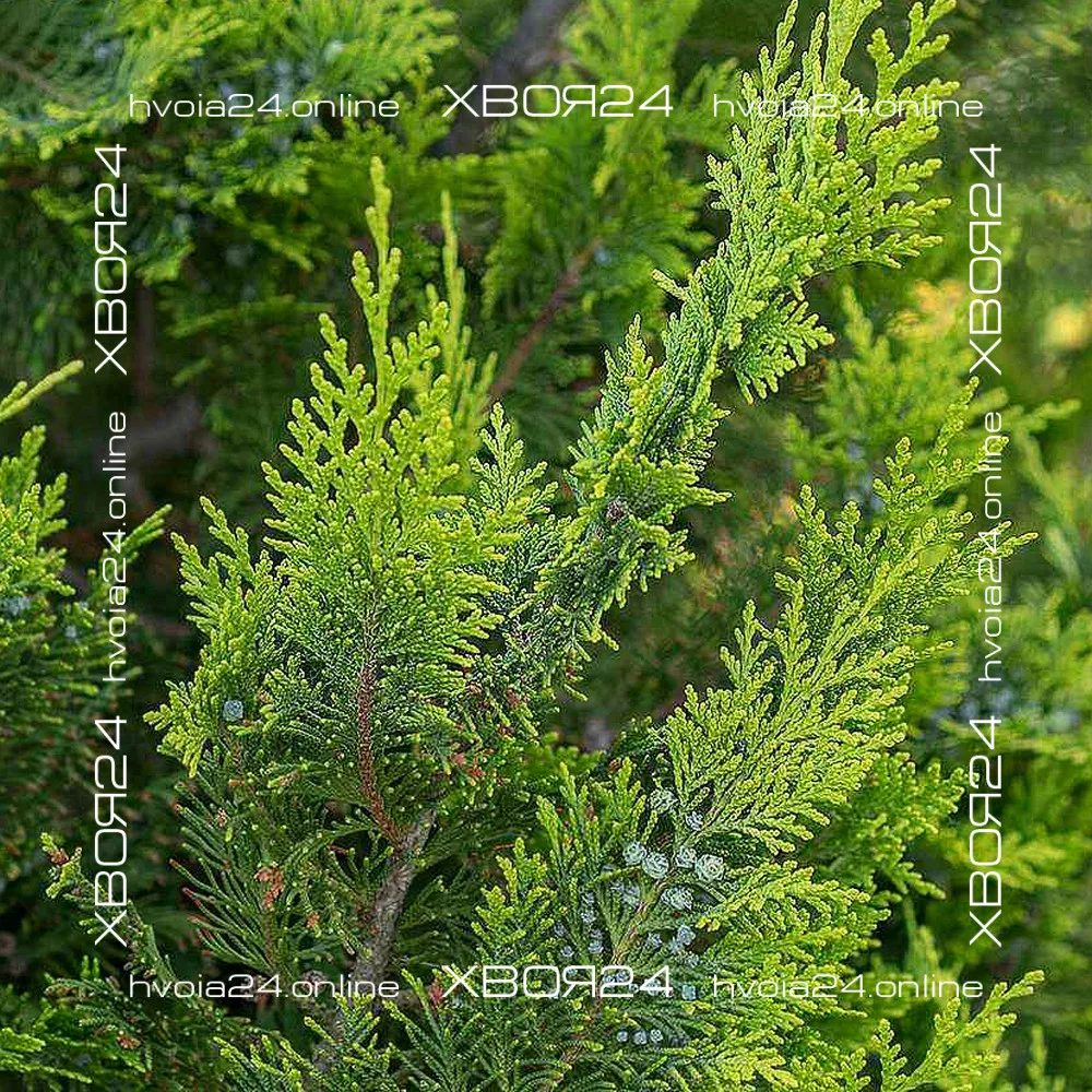  • ХВОЯ24