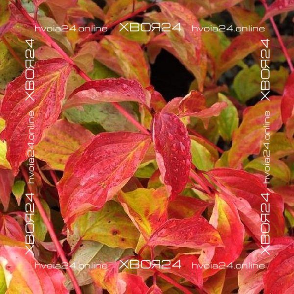  • ХВОЯ24