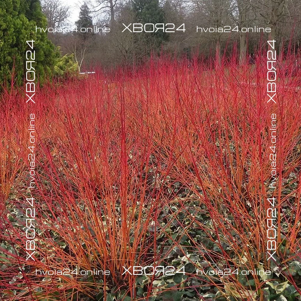  • ХВОЯ24
