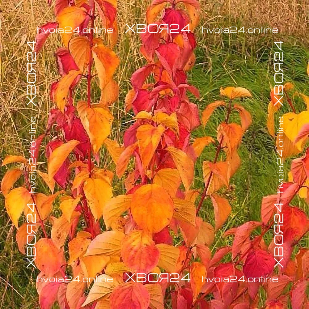  • ХВОЯ24