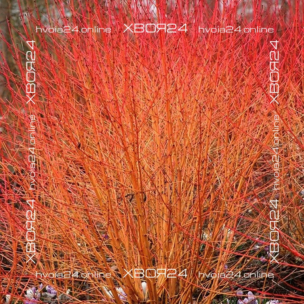  • ХВОЯ24