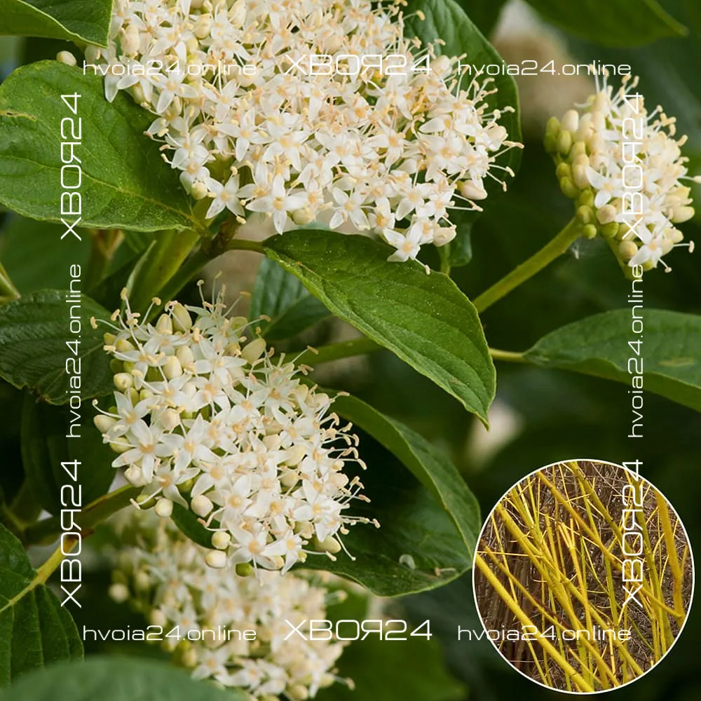  • ХВОЯ24