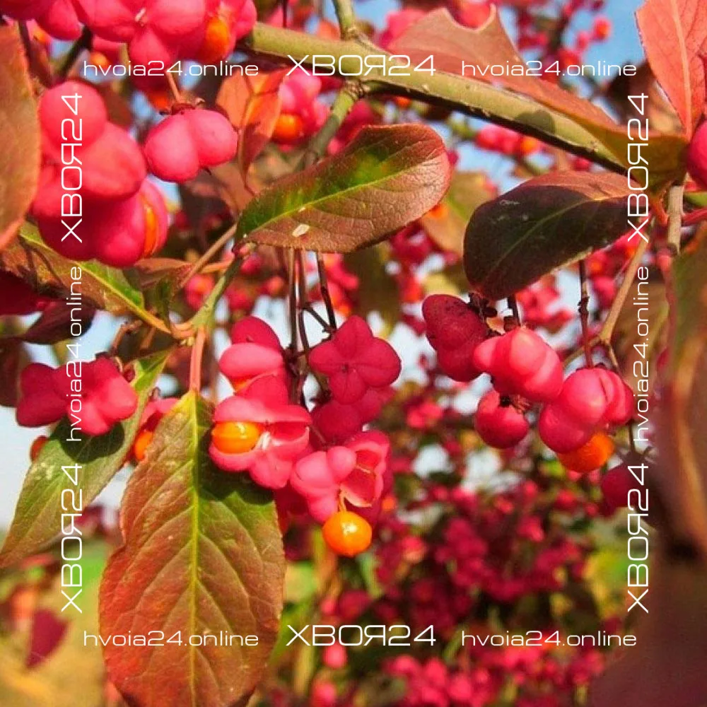  • ХВОЯ24