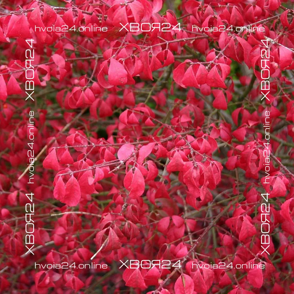  • ХВОЯ24