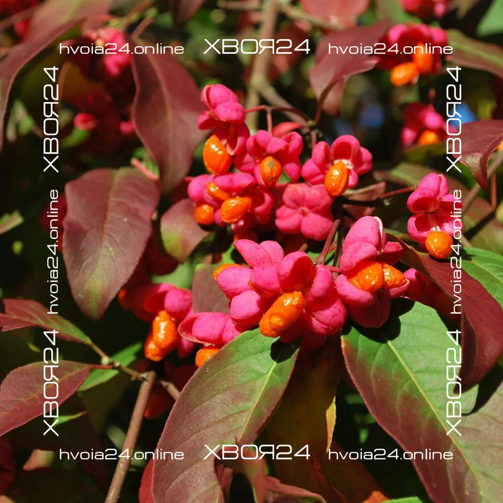  • ХВОЯ24