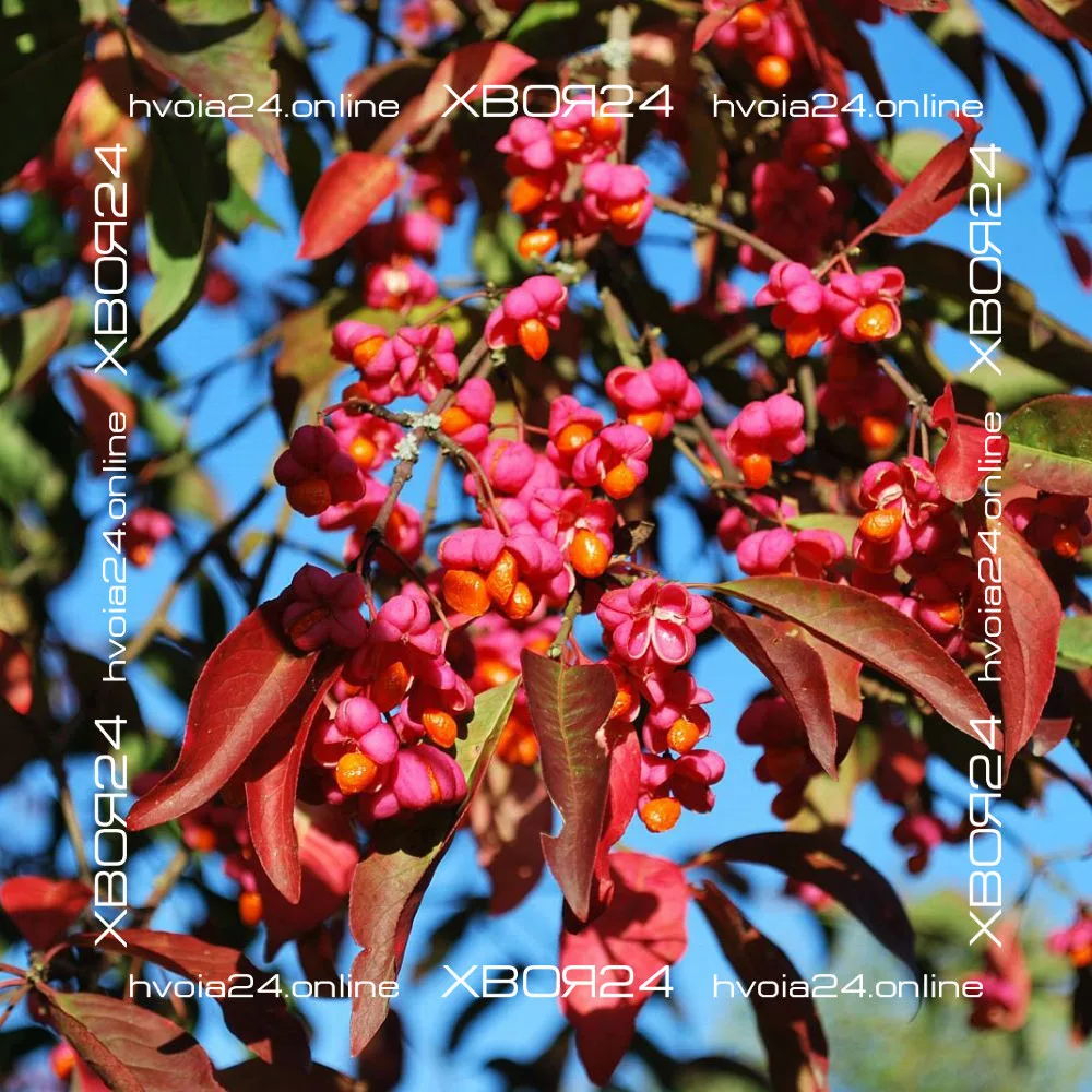  • ХВОЯ24