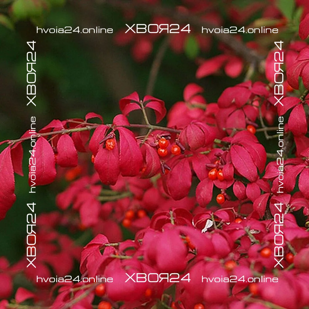  • ХВОЯ24