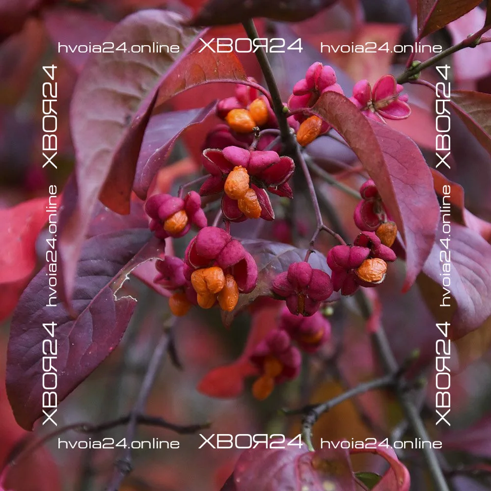  • ХВОЯ24