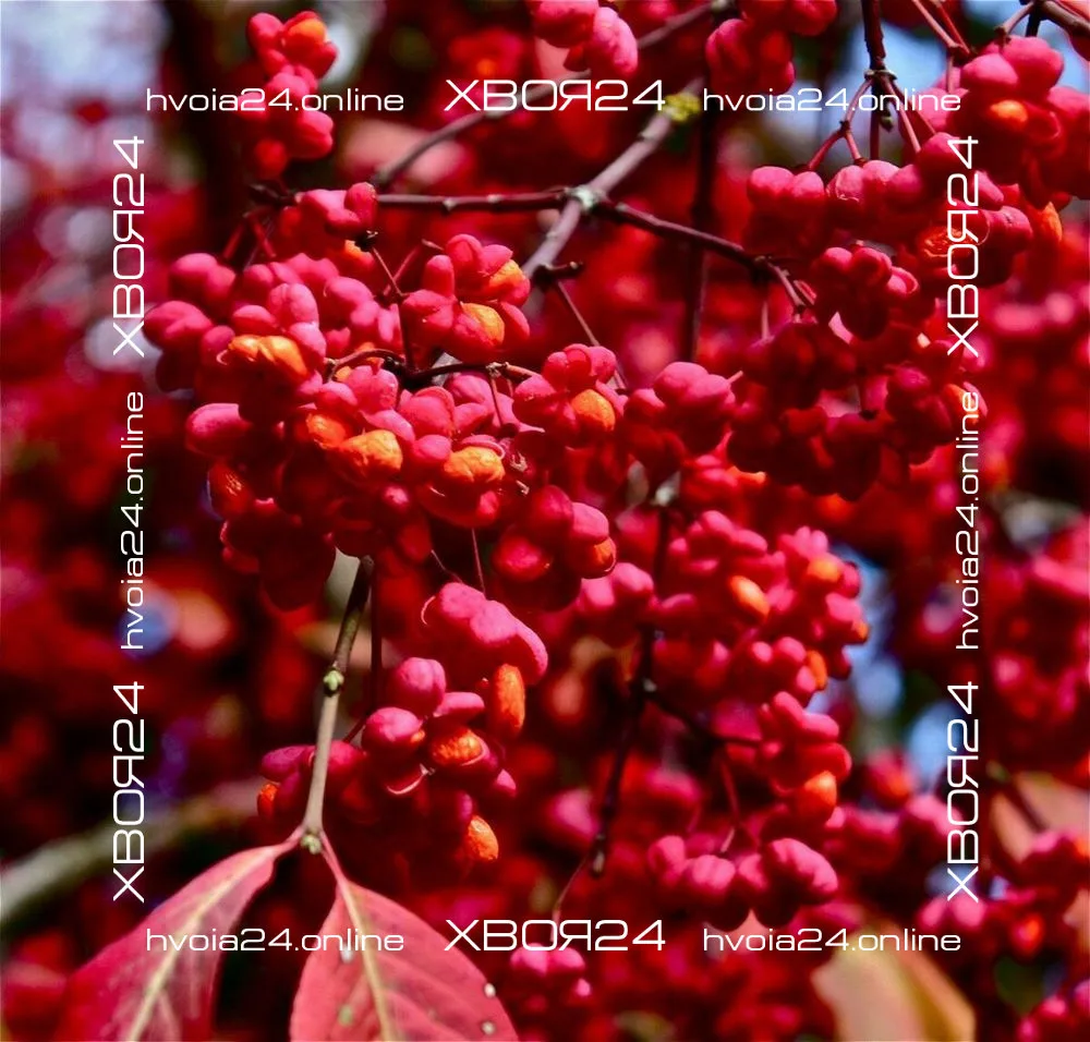  • ХВОЯ24