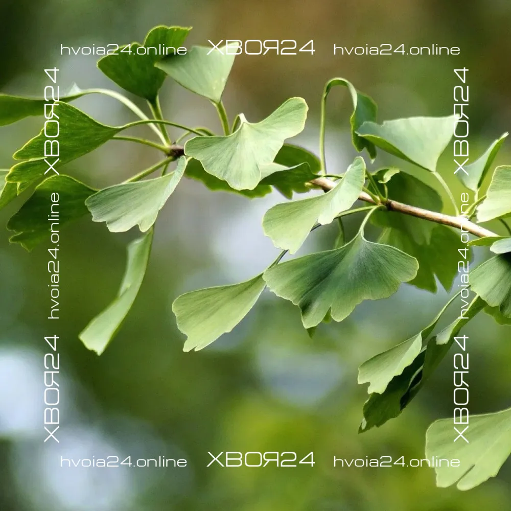  • ХВОЯ24