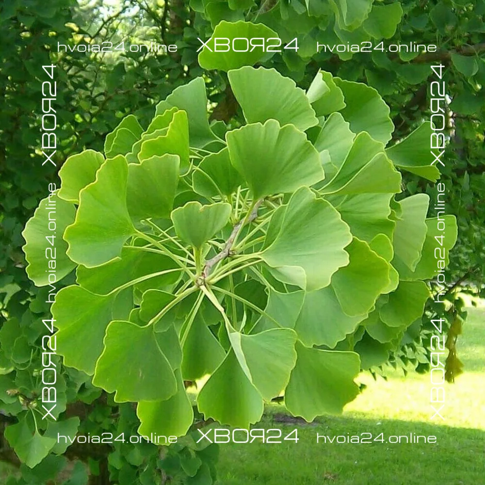  • ХВОЯ24