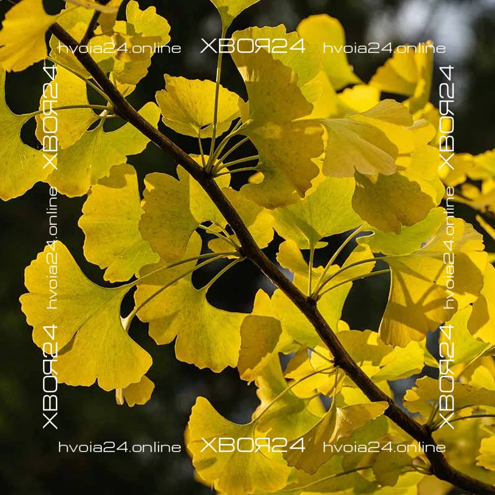 • ХВОЯ24