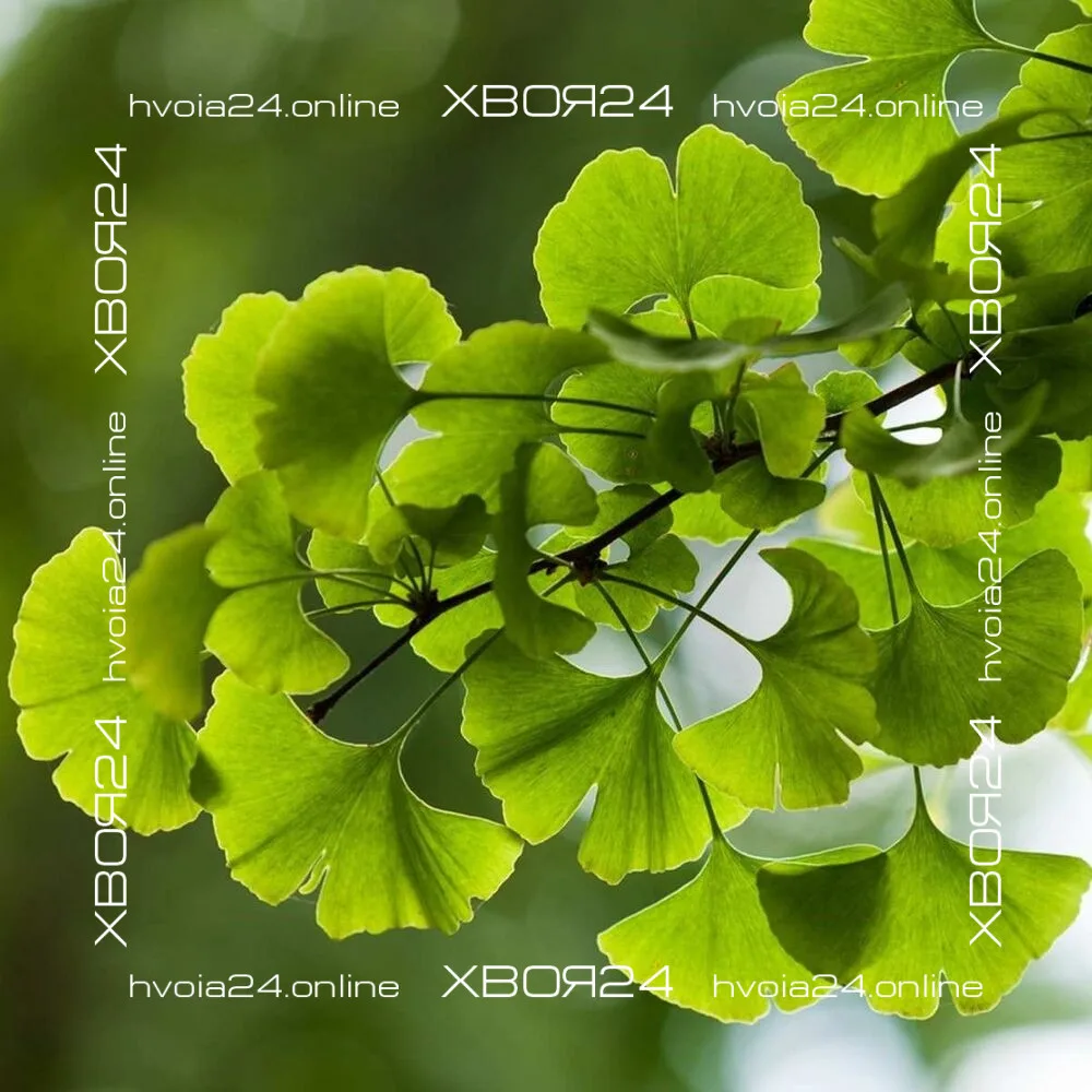  • ХВОЯ24