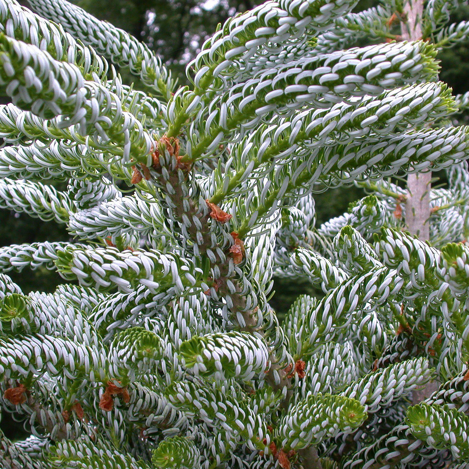 Пихта корейская Сильберлок (abies Koreana Silberlocke) • ХВОЯ24 • Питомник растений у вас в кармане! • ХВОЯ24