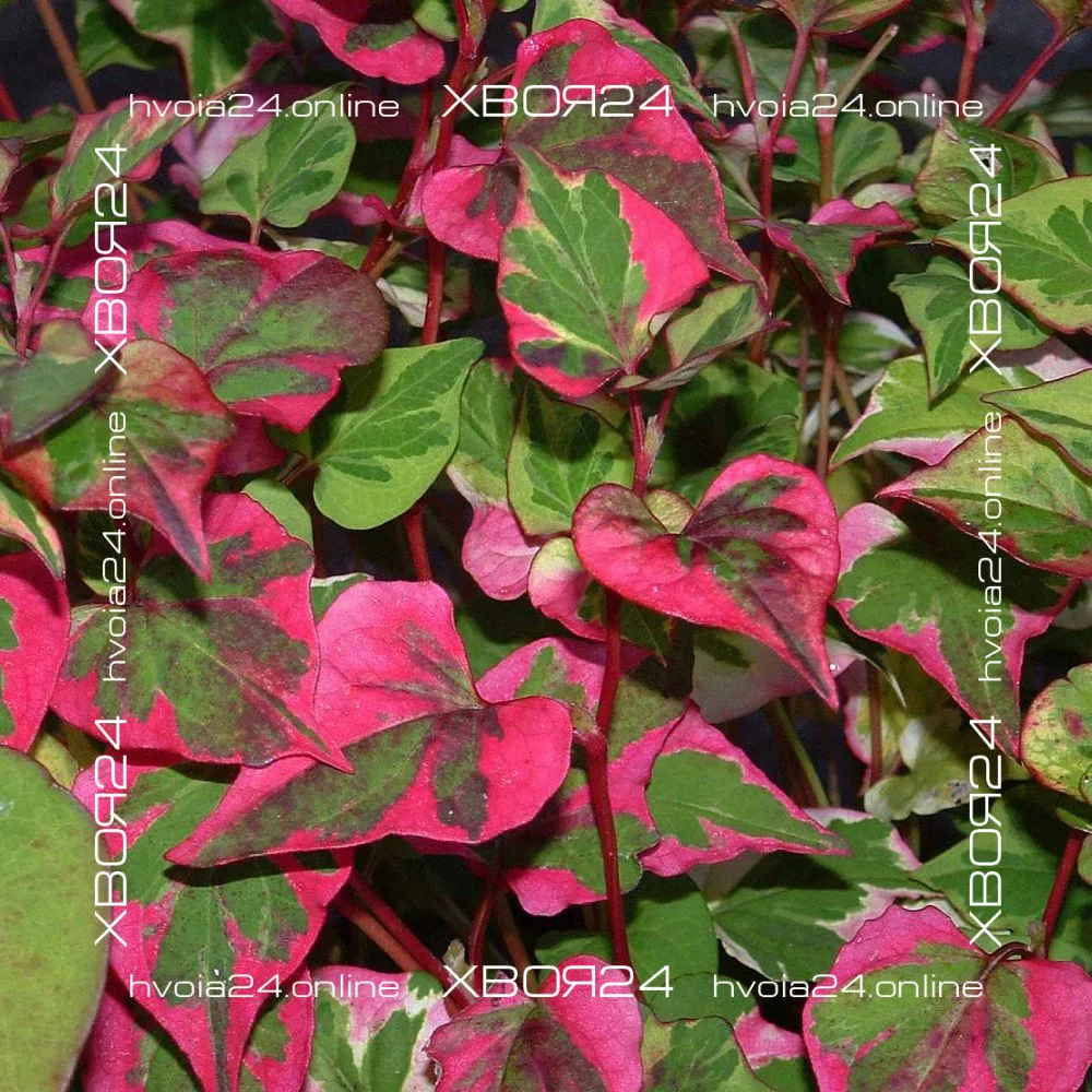  • ХВОЯ24