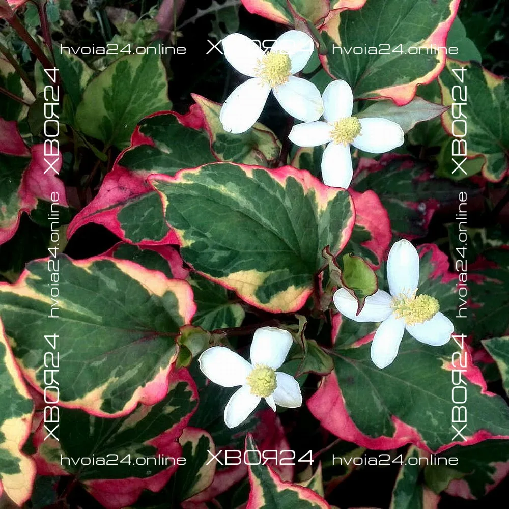  • ХВОЯ24
