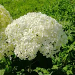  • ХВОЯ24