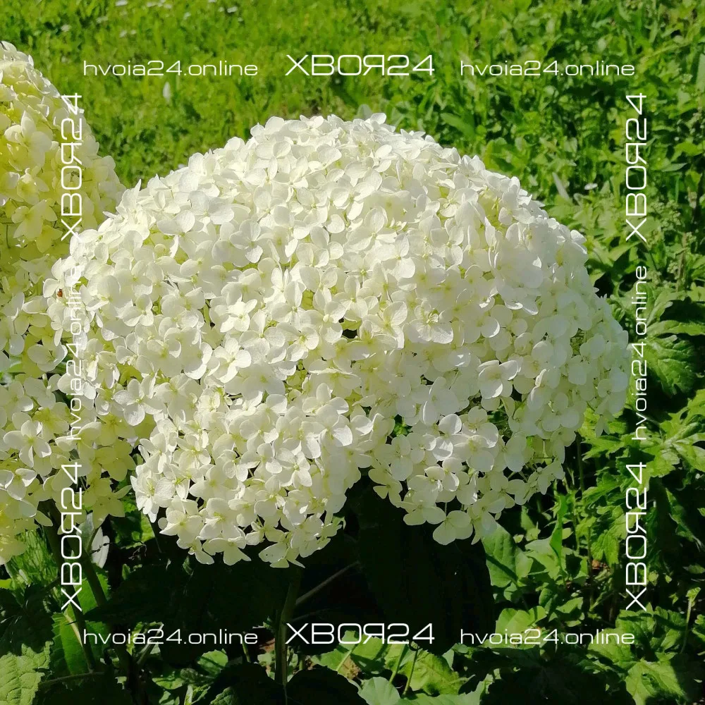  • ХВОЯ24