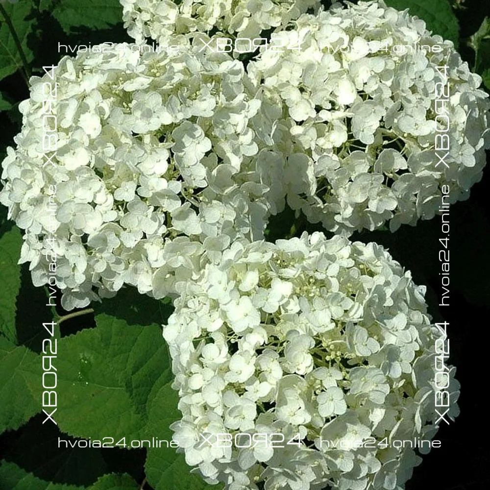  • ХВОЯ24
